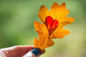 Umělecká fotografie Autumn yellow leaf with cut heart in a hand, polya_olya, (40 x 26.7 cm)