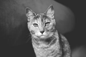 Umělecká fotografie Domestic cat looking at camera, Mario Gutiérrez, (40 x 26.7 cm)