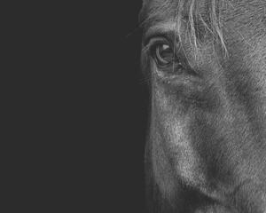Umělecká fotografie Horse, Horse & Hound Fine Art Photography, (40 x 30 cm)