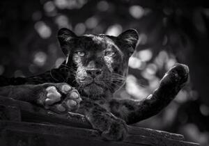 Umělecká fotografie Panther or leopard are relaxing, undefined undefined, (40 x 26.7 cm)