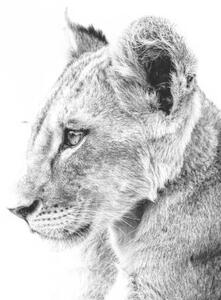 Umělecká fotografie Grayscale shot of a cute lion, Wirestock, (40 x 26.7 cm)