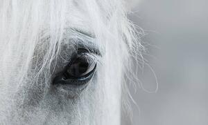 Umělecká fotografie Eye of white mustang, Abramova_Kseniya, (40 x 24.6 cm)