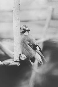 Umělecká fotografie Birdie Photo,Close-up of jay perching on feeder, Iolu Marian Beniamin / 500px, (26.7 x 40 cm)