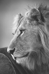 Umělecká fotografie Mono close-up of male lion looking left, nicholas_dale, (26.7 x 40 cm)
