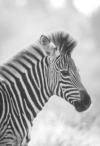 Umělecká fotografie Zebra, Zhanna Muzalevskaia, (26.7 x 40 cm)