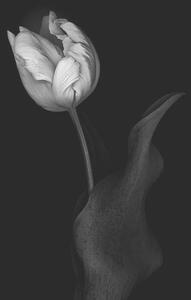 Umělecká fotografie Monochrome multi-shaded Parrot Tulip, OGphoto, (26.7 x 40 cm)