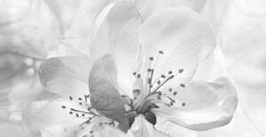 Umělecká fotografie Roses flowers. Floral spring background. Close-up., Fnadya76, (40 x 20 cm)