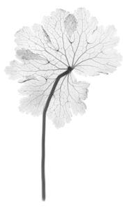 Umělecká fotografie Cranesbill leaf, (Geranium sp.), X-ray, NICK VEASEY/SCIENCE PHOTO LIBRARY, (26.7 x 40 cm)