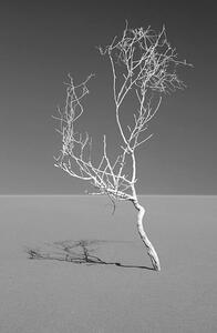 Umělecká fotografie Art of nature, Sossuvlei, Namib desert, Mike Korostelev, (26.7 x 40 cm)