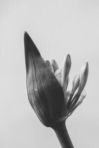 Umělecká fotografie close up of agapanthus bud in bloom isolated, LaperladiLabuan, (26.7 x 40 cm)