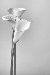 Umělecká fotografie Calla lilies, Svetl, (26.7 x 40 cm)