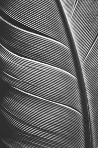 Umělecká fotografie Piece of bird feathers, SvetaZi, (26.7 x 40 cm)