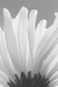 Umělecká fotografie white chrysanthemum bw, uuoott, (26.7 x 40 cm)