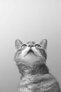 Umělecká fotografie a cat on grey background, Zoonar RF, (26.7 x 40 cm)