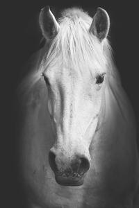 Umělecká fotografie Portrait of a white horse., kasto80, (26.7 x 40 cm)