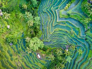 Umělecká fotografie Aerial view of Rice Terrace in Bali Indonesia, Travelstoxphoto, (40 x 30 cm)