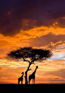 Umělecká fotografie Silhoutted Giraffe with acacia tree at sunset, Darrell Gulin, (26.7 x 40 cm)