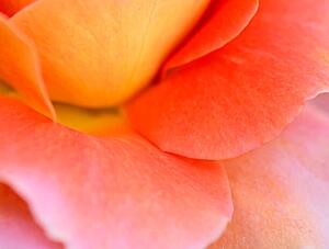 Umělecká fotografie Colorful Rose Petal, Katie Plies, (40 x 30 cm)