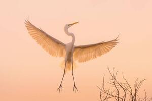Umělecká fotografie Graceful white Heron in flight, Wirestock, (40 x 26.7 cm)
