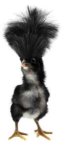 Umělecká fotografie Crazy black chick with ridiculous hair, UroshPetrovic, (22.5 x 40 cm)