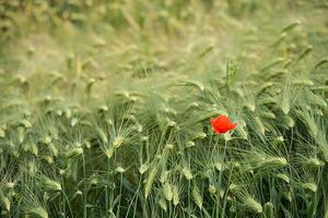 Umělecká fotografie Lonely poppy in a wheat field, Jean-Philippe Tournut, (40 x 26.7 cm)