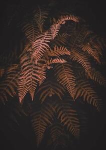 Umělecká fotografie brown fern leaves in autumn season, Cavan Images, (26.7 x 40 cm)