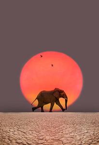 Fotografie Elephant walking., Grant Faint, (26.7 x 40 cm)