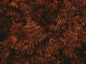 Umělecká fotografie High angle view of brown fern leaves, Johner Images, (40 x 30 cm)