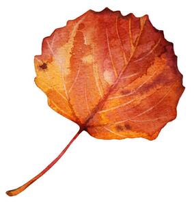 Umělecká fotografie Watercolor hand-drawn autumn red, orange leaf, Natalia Kunashova, (40 x 40 cm)