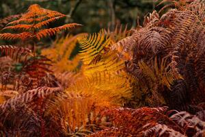 Umělecká fotografie dry ferns in a forest in fall, vicvaz, (40 x 26.7 cm)