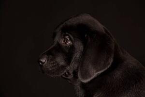 Umělecká fotografie black Labrador Retriever puppy, Koljambus, (40 x 26.7 cm)