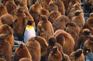 Umělecká fotografie Adult king penguin surrounded by, Art Wolfe, (40 x 26.7 cm)