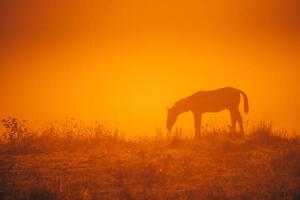 Umělecká fotografie Horse silhouette on morning meadow. Orange, kovop58, (40 x 26.7 cm)