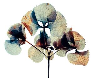 Umělecká fotografie Pressed and dried dry flower, andersboman, (40 x 26.7 cm)