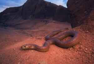 Fotografie Large, wild king brown/mulga snake, Kristian Bell, (40 x 26.7 cm)