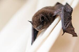 Umělecká fotografie common pipistrelle a small bat, fermate, (40 x 26.7 cm)