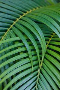 Fotografie Tropical Coconut Palm Leaves, Darrell Gulin, (26.7 x 40 cm)