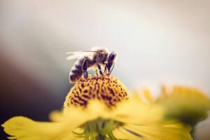 Umělecká fotografie Honeybee collecting pollen from a flower, mrs, (40 x 26.7 cm)