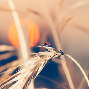 Umělecká fotografie Ladybug sitting on wheat during sunset, Pawel Gaul, (40 x 40 cm)