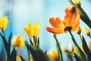 Umělecká fotografie Tulip Flowers, borchee, (40 x 26.7 cm)