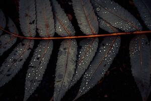 Umělecká fotografie Leaf of Staghorn sumac, close-up, Westend61, (40 x 26.7 cm)