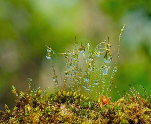 Fotografie Water drops on moss with Sun beams, K-Paul, (40 x 35 cm)