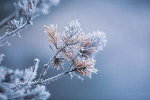 Umělecká fotografie Autumn - frosty pine needles, Baac3nes, (40 x 26.7 cm)