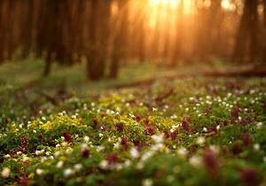 Fotografie Flowering green forest on sunset ,, kostolom, (40 x 26.7 cm)