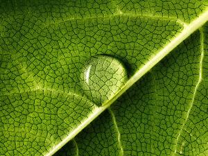 Fotografie water drop on leaf, Mark Mawson, (40 x 30 cm)
