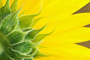 Umělecká fotografie Sunflower, magnez2, (40 x 26.7 cm)