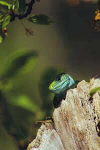 Umělecká fotografie European green lizard (Lacerta viridis), Marko Petkovic Visual, (26.7 x 40 cm)