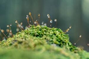 Umělecká fotografie Moss sporangia with morning dew (close-up), LITTLE DINOSAUR, (40 x 26.7 cm)