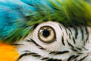 Umělecká fotografie Eye Of Blue-and-yellow Macaw Also Known, bruev, (40 x 26.7 cm)