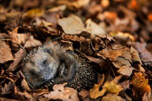 Umělecká fotografie European hedgehog is sleeping in, DieterMeyrl, (40 x 26.7 cm)
